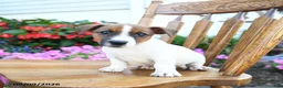 Jack Russell Terrier dogs for sale: Fudge  - Ad 3