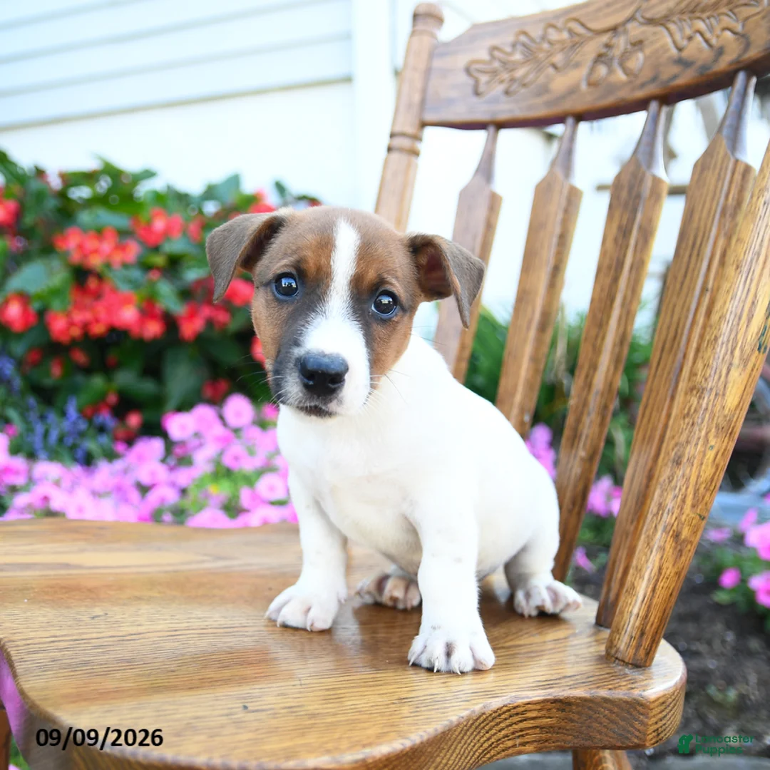 Jack Russell Terrier dogs for sale: Fudge  - Ad 3