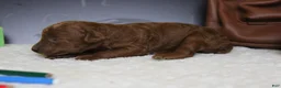 Mixed Breed dogs for sale: Clementine  - Ad 5