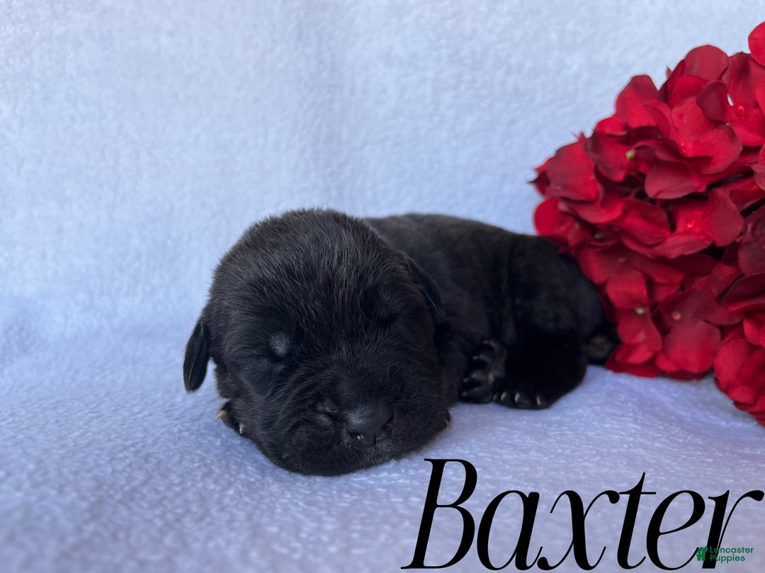 Cane Corso dogs for sale: Baxter - Ad 4