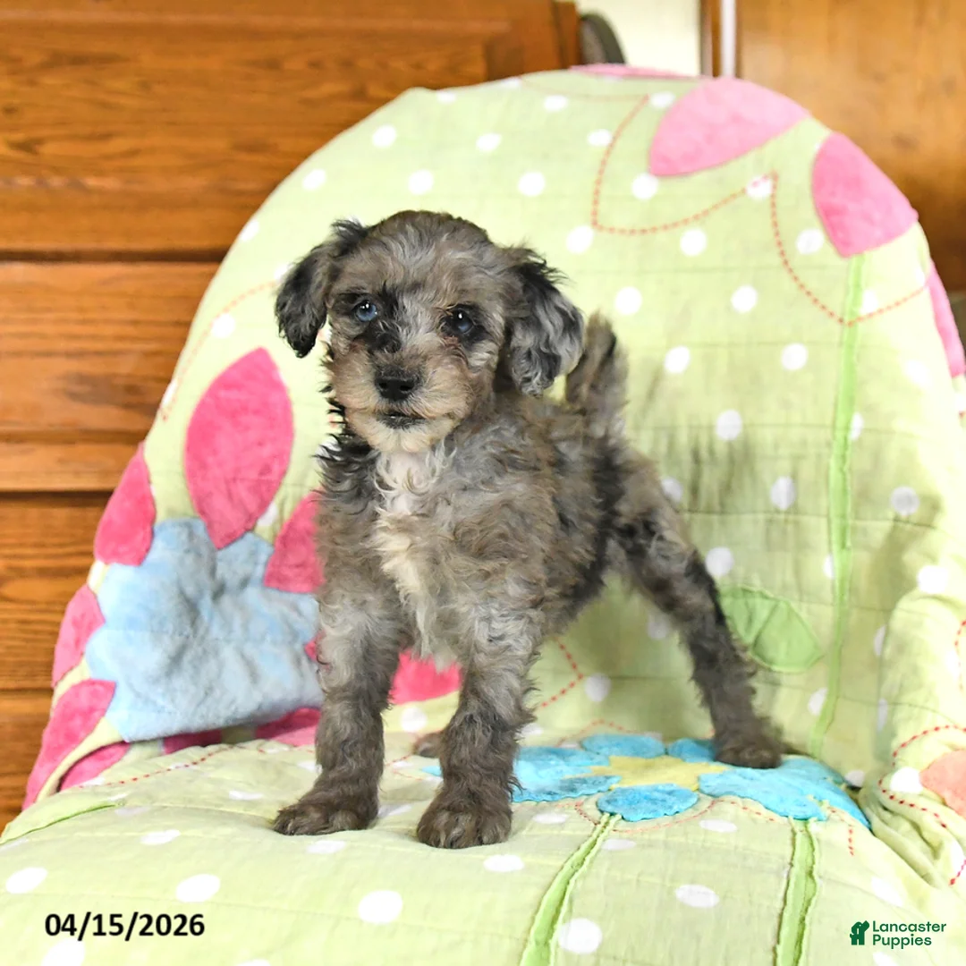 Mini Goldendoodle dogs for sale: Kourtney - Ad 1