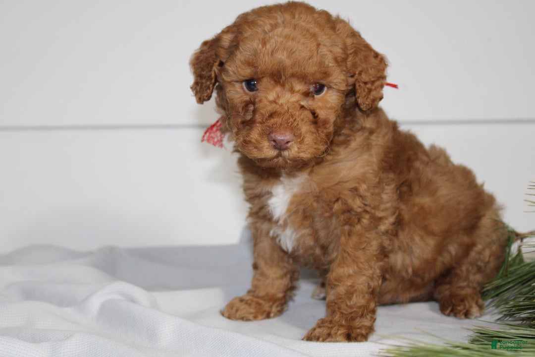 Miniature Poodle dogs for sale: Demascus - Ad 1