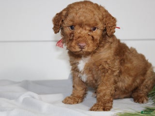 Miniature Poodle dogs for sale: Demascus - Ad 3
