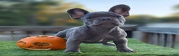 French Bulldog dogs for sale: Bluey - Ad 1