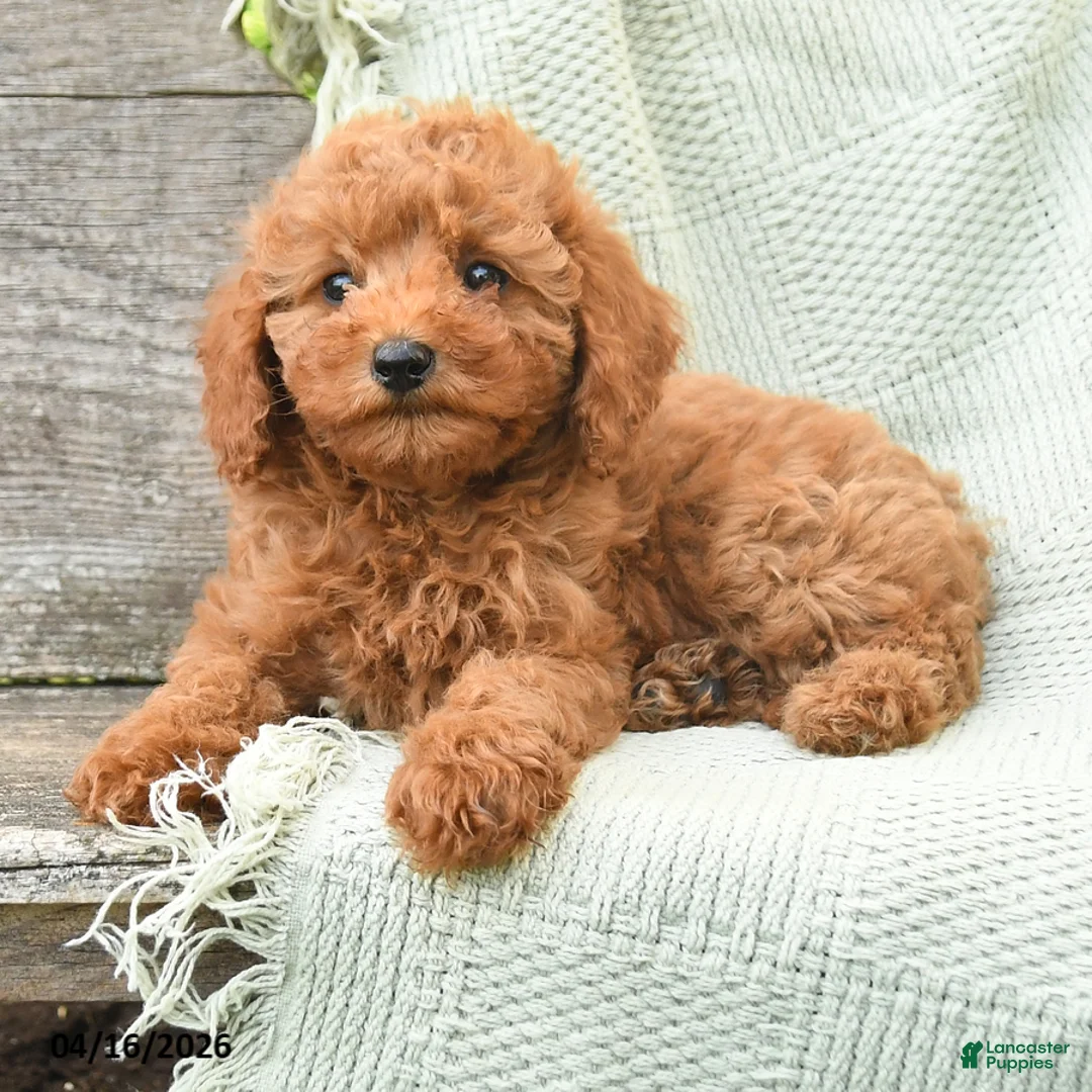 Miniature Poodle dogs for sale: Nellie - Ad 3