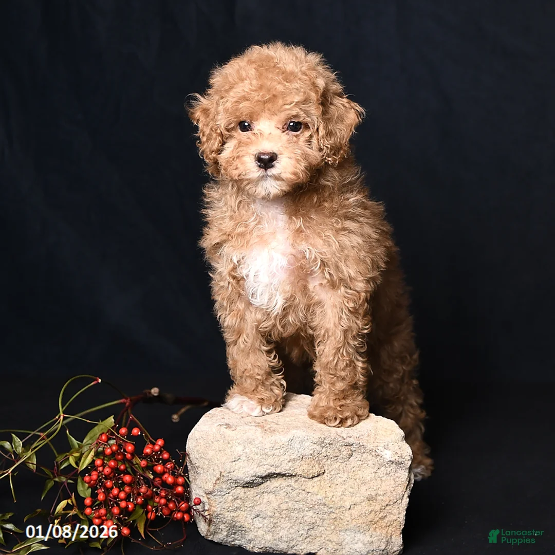 Toy Poodle dogs for sale: Tiny Kodac - Ad 4