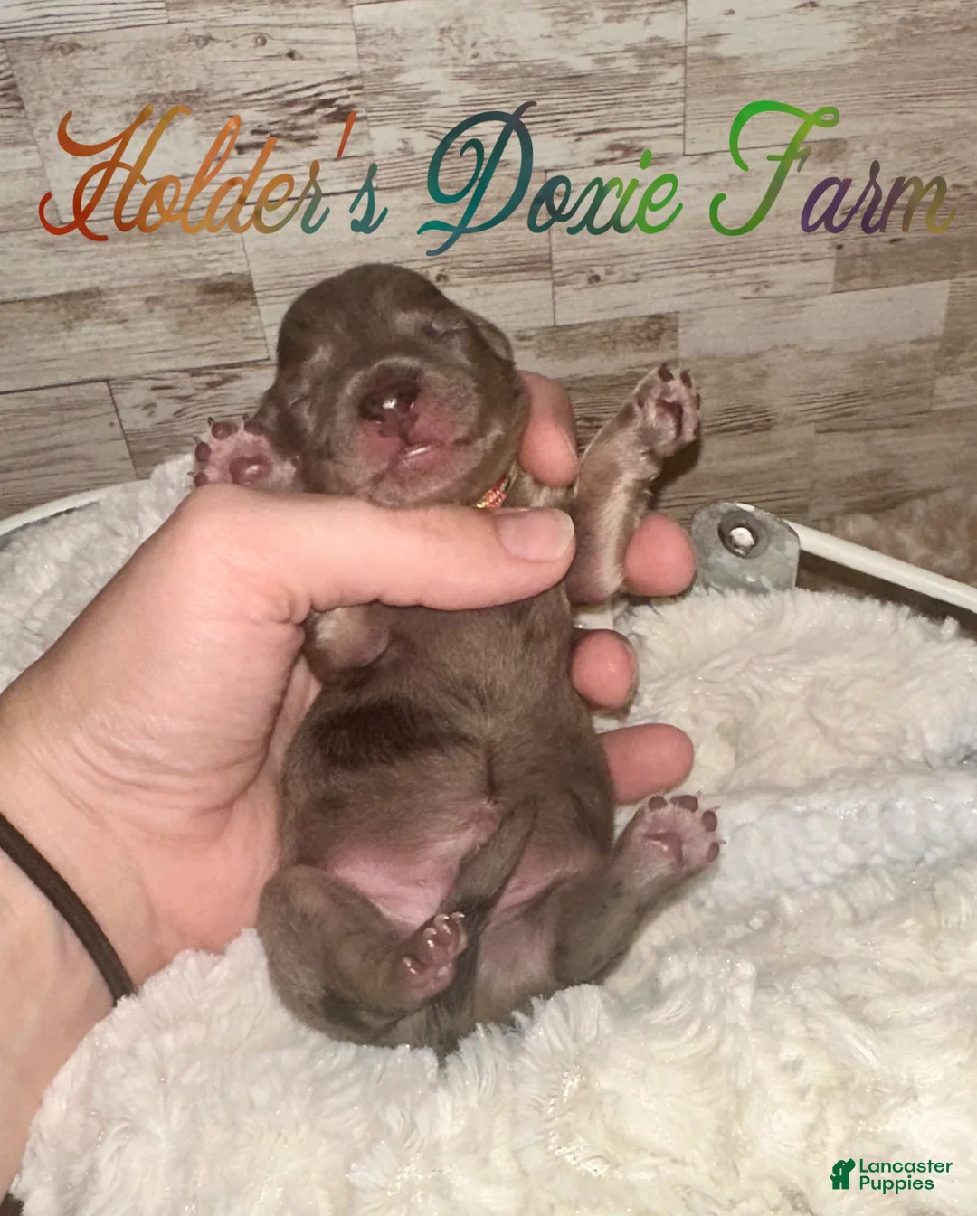 Miniature Dachshund dogs for sale: Bodie - Ad 2