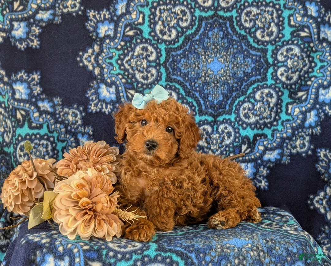 Miniature Labradoodle dogs for sale: Charlene Hypoallergenic - Ad 6