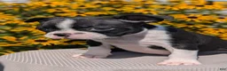Boston Terrier dogs for sale: Teddy - Ad 5