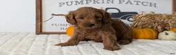 Mini Goldendoodle dogs for sale: Axel - Ad 10