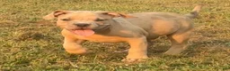 American Bully dogs for sale: Opie - Ad 5