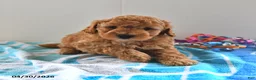 Mini Goldendoodle dogs for sale: Simon - Ad 5