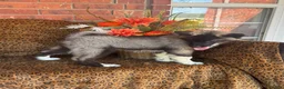Siberian Husky dogs for sale: Rex - Ad 3