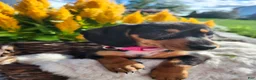 Miniature Dachshund dogs for sale: Zella - Ad 14