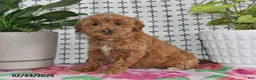 Goldendoodle dogs for sale: Ronella - Ad 4