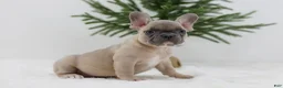 French Bulldog dogs for sale: Kate - Ad 2