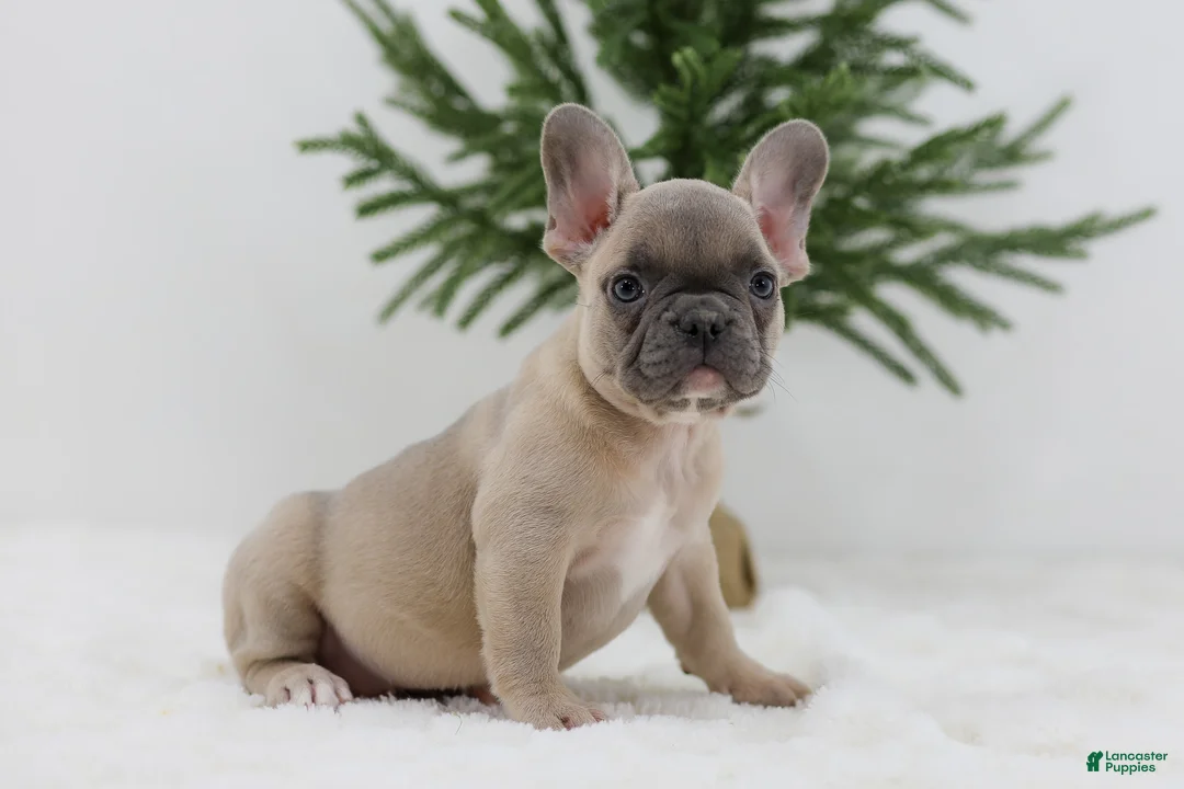 French Bulldog dogs for sale: Kate - Ad 2