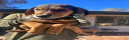 Mixed Breed dogs for sale: Mixed Breed 4 - Ad 3