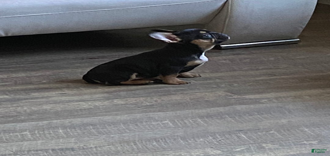 Gallery Image {{count}}