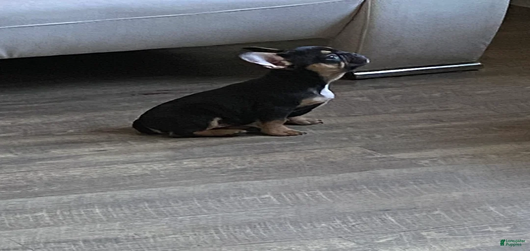 Gallery Image {{count}}