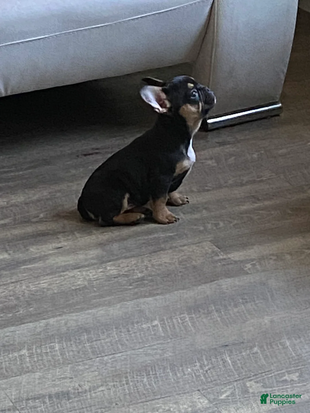 Gallery Image {{count}}