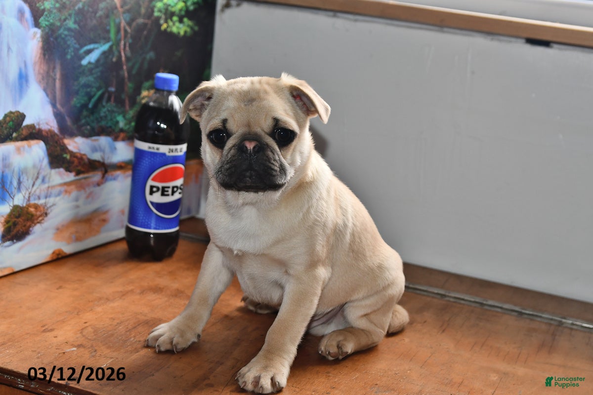 Pug dogs Billy - Ad 1