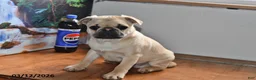 Pug dogs for sale: Billy - Ad 7