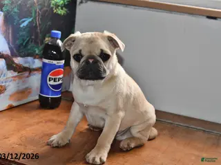 Pug dogs for sale: Billy - Ad 1