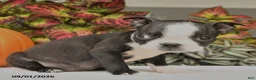 Boston Terrier dogs for sale: Jana - Ad 4