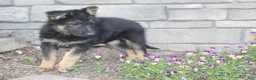 German Shepherd dogs for sale: Dixie  - Ad 4