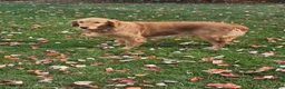 Golden Retriever dogs for sale: Golden Retriever 1 Anna - Ad 2
