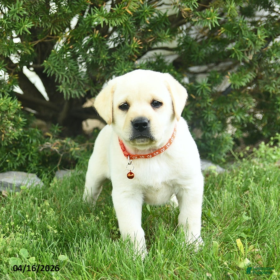 Labrador Retriever dogs Beulah  - Ad 1