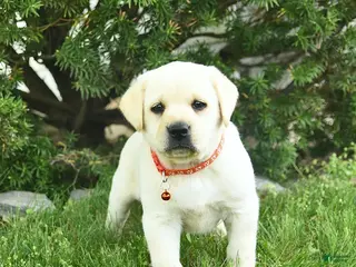 Labrador Retriever dogs for sale: Beulah - Ad 3