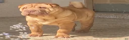 Shar Pei dogs for sale: Goose - Ad 22