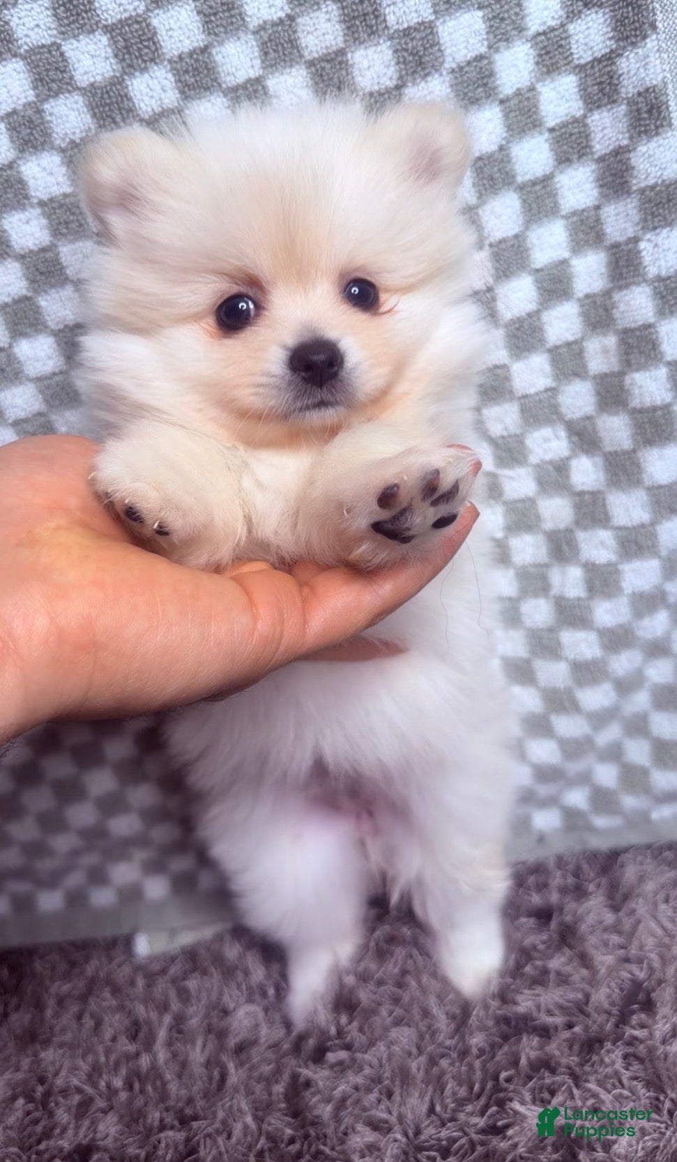Pomeranian dogs Pomeranian Puppy 1 - Ad 14
