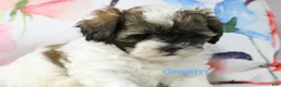 Shihpoo dogs for sale: Lyla - Ad 6
