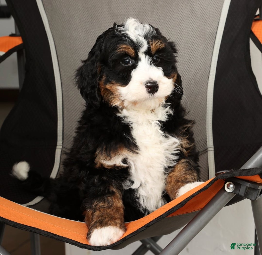 Mini Bernedoodle dogs for sale: Bingo - Ad 7