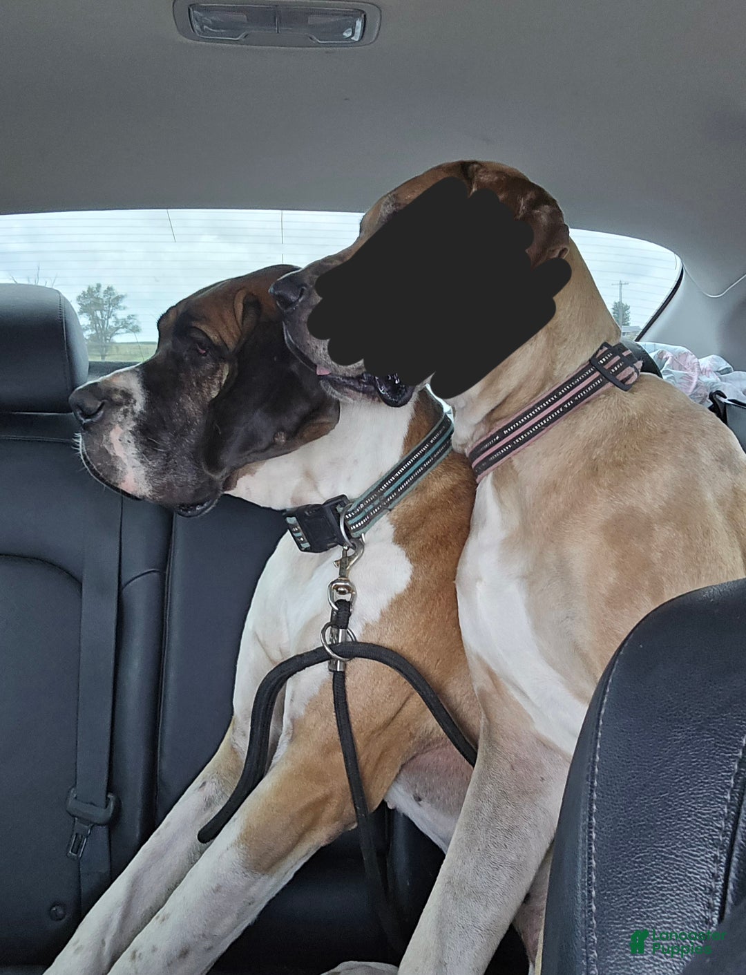 Great Dane dogs for sale: Pink Collar Female - Ad 13