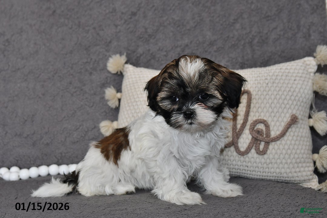 Shih Tzu dogs for sale: Cassie   - Ad 3