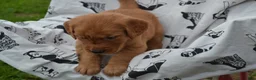 Golden Retriever dogs for sale: Glory - Ad 2