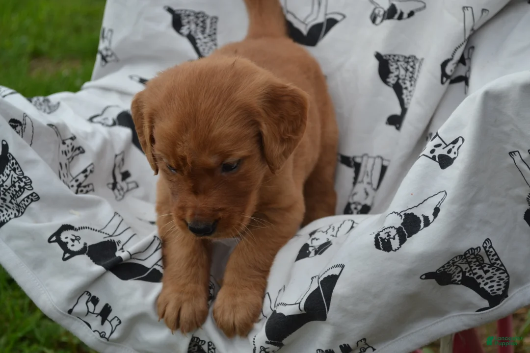 Golden Retriever dogs for sale: Glory - Ad 2