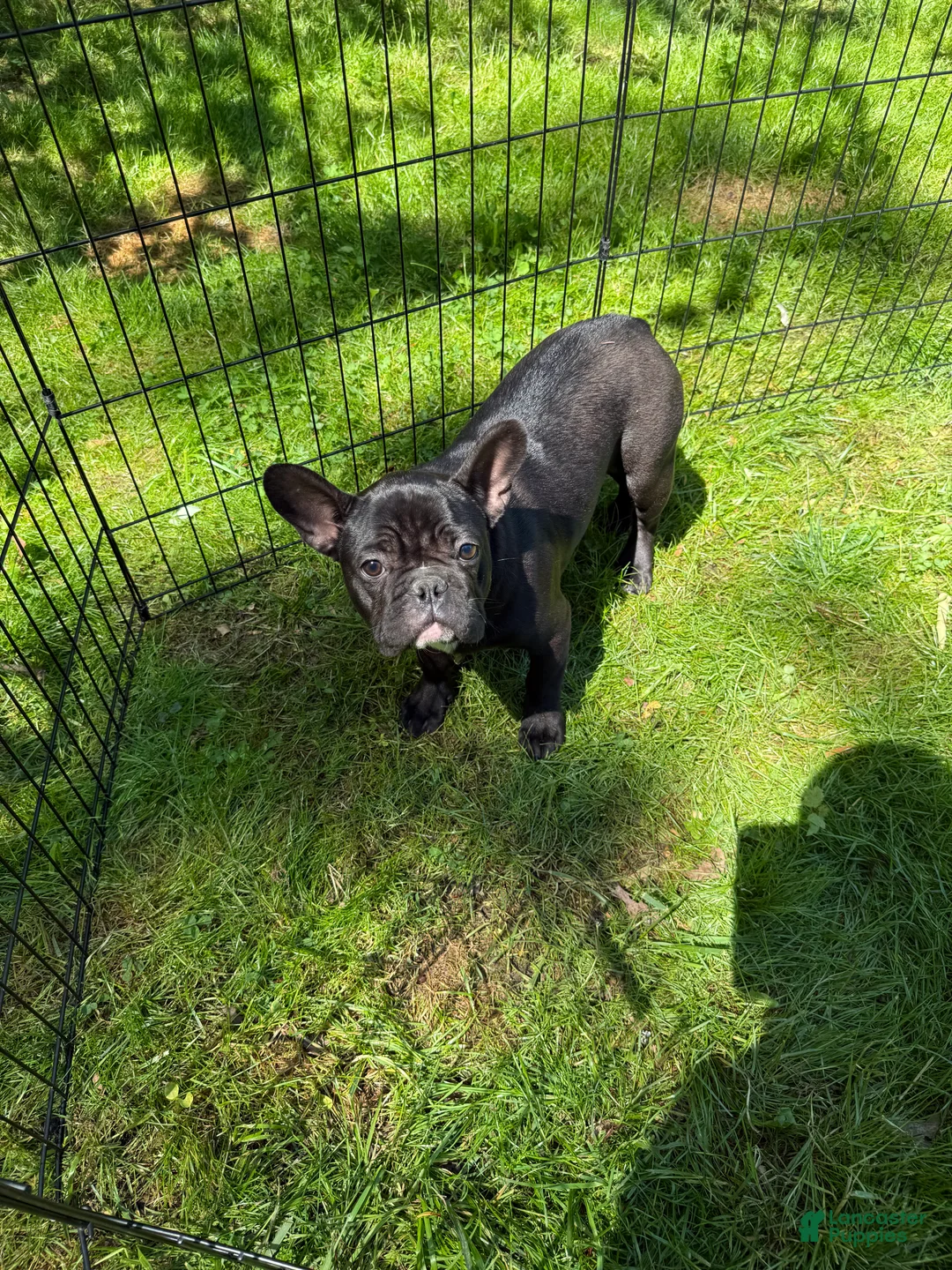 French Bulldog dogs for sale: French Bulldog Puppy 3 - Ad 4