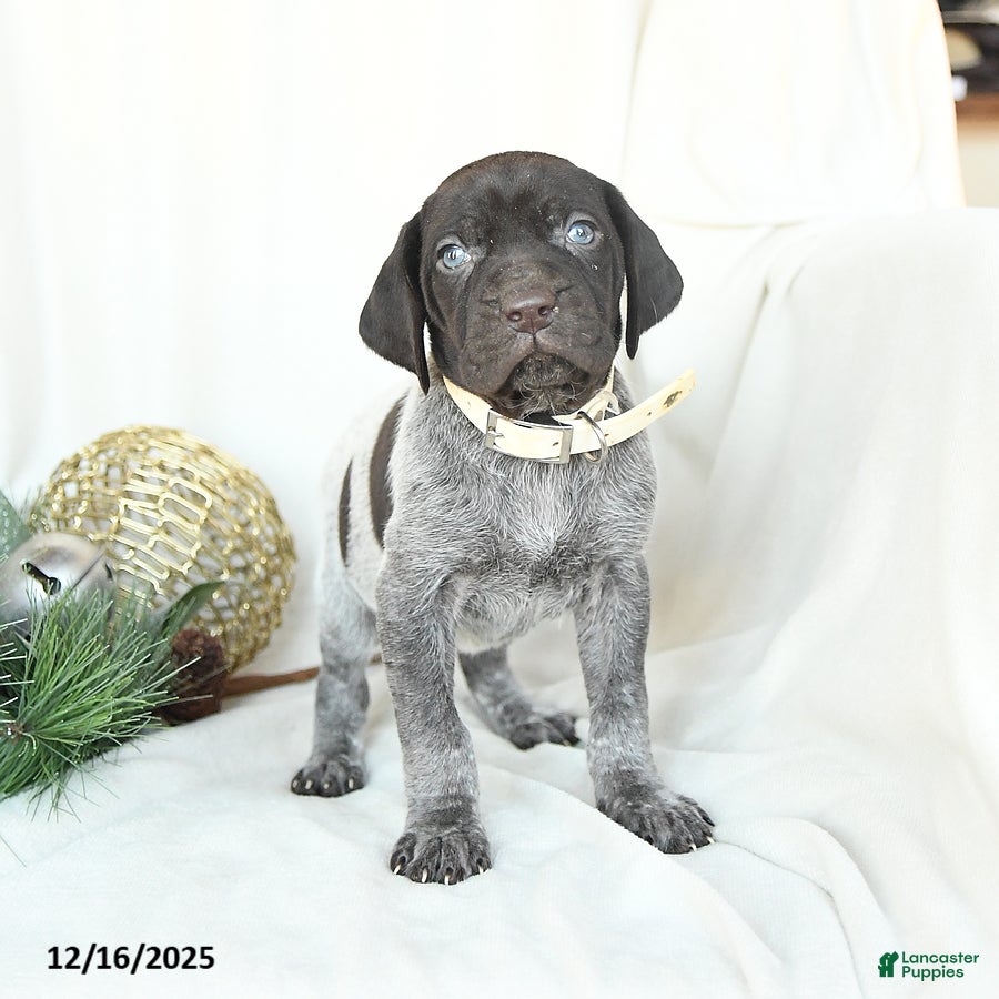German Shorthaired Pointer dogs Dixie - Ad 7