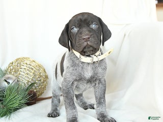 German Shorthaired Pointer dogs Dixie - Ad 7