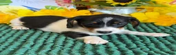 Miniature Dachshund dogs for sale: Darla - Ad 1