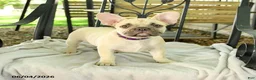 French Bulldog dogs for sale: Delightful Doris - Ad 5