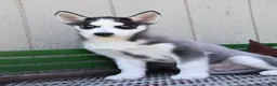 Siberian Husky dogs for sale: Huntrix - Ad 1