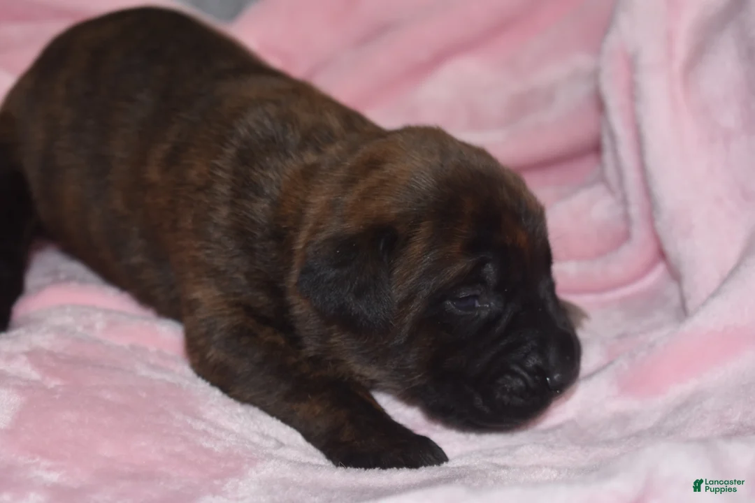English Mastiff dogs for sale: Jessie (brindle) - Ad 2