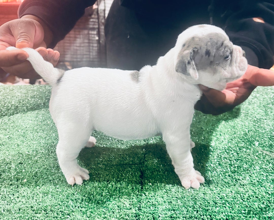 American Bully dogs for sale: American Bully Puppy 2 - Ad 2