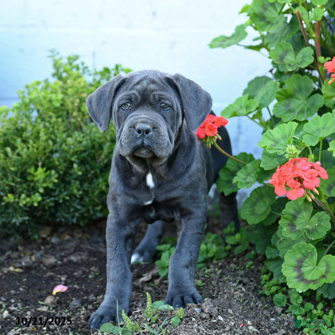 Cane Corso dogs for sale: Abby - Ad 3